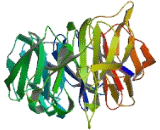 WD Repeat Containing Domain Protein 66 (WDR66)