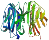 WD Repeat Containing Domain Protein 72 (WDR72)