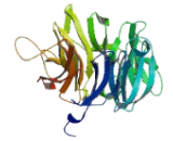 WD Repeat Containing Domain Protein 73 (WDR73)