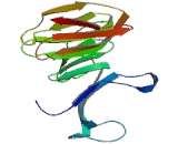 WD Repeat Containing Domain Protein 77 (WDR77)