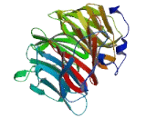 WD Repeat Containing Domain Protein 78 (WDR78)