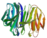 WD Repeat Containing Domain Protein 8 (WDR8)