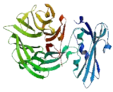 WD Repeat Containing Domain Protein 81 (WDR81)