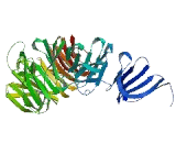 WD Repeat Containing Domain Protein 86 (WDR86)