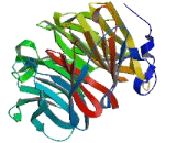 WD Repeat Containing Domain Protein 88 (WDR88)