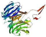 WD Repeat Containing Domain Protein 89 (WDR89)