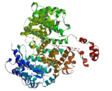 WD Repeat Containing Domain Protein 96 (WDR96)