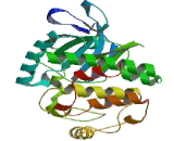 WNK Lysine Deficient Protein Kinase 1 (WNK1)