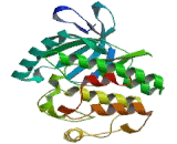 WNK Lysine Deficient Protein Kinase 2 (WNK2)