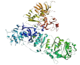 WNK Lysine Deficient Protein Kinase 3 (WNK3)