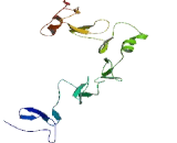 WNT Inhibitory Factor 1 (WIF1)