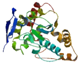 WSC Domain Containing Protein 1 (WSCD1)