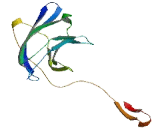 WW And C2 Domain Containing Protein 2 (WWC2)