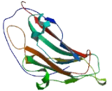 WW Domain Binding Protein 1 (WBP1)