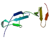 WW Domain Binding Protein 4 (WBP4)