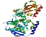 WW Domain Containing E3 Ubiquitin Protein Ligase 1 (WWP1)