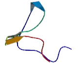 WW Domain Containing Transcription Regulator Protein 1 (WWTR1)