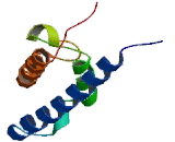 Werner syndrome, RecQ Helicase Like (WRN)