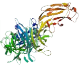 Widely Interspaced Zinc Finger Containing Protein (WIZ)