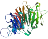 Williams Beuren Syndrome Chromosome Region 16 (WBSCR16)