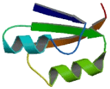 Williams Beuren Syndrome Chromosome Region 22 (WBSCR22)