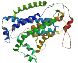 X-Kell Blood Group Precursor Related Family, Member 3 (XKR3)