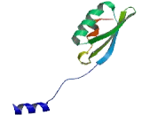 X-Kell Blood Group Precursor Related Protein, X-Linked (XKRX)