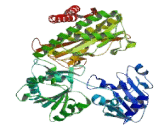 X-Prolyl Aminopeptidase 2, Membrane Bound (XPNPEP2)