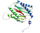 X-Prolyl Aminopeptidase 3 (XPNPEP3)