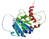 XPA Binding Protein 1 (XAB1)