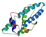 Xenotropic And Polytropic Retrovirus Receptor 1 (XPR1)