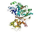 Xylulokinase Homolog (XYLB)