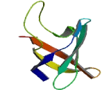 Y-Box Binding Protein 2 (YBX2)