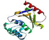 YOD1 OTU Deubiquinating Enzyme 1 Homolog (YOD1)