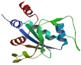 YTH Domain Containing Protein 1 (YTHDC1)