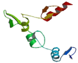 YY1 Transcription Factor (YY1)