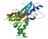 Zeta Chain Associated Protein Kinase 70kDa (zAP70)