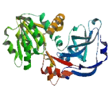 Zinc Binding Alcohol Dehydrogenase Domain Containing Protein 2 (ZADH2)