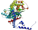 Zinc Finger, BED-Type Containing Protein 6 (ZBED6)