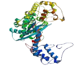 Zinc Finger, MYM-Type Protein 6 (ZMYM6)