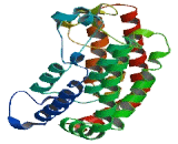 Zinc Finger, MYND-Type Containing Protein 11 (ZMYND11)