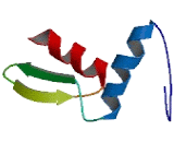 Zinc Finger, X-Linked Duplicated Protein B (ZXDB)