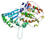 Zinc Finger Protein, Y-Linked (ZFY)