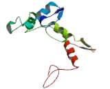 Zinc Finger And BTB Domain Containing Protein 12 (ZBTB12)