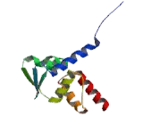 Zinc Finger And BTB Domain Containing Protein 16 (ZBTB16)