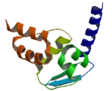 Zinc Finger And BTB Domain Containing Protein 17 (ZBTB17)