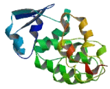 Zinc Finger And BTB Domain Containing Protein 37 (ZBTB37)