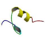 Zinc Finger And BTB Domain Containing Protein 38 (ZBTB38)