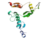 Zinc Finger And BTB Domain Containing Protein 41 (ZBTB41)