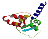 Zinc Finger And BTB Domain Containing Protein 42 (ZBTB42)